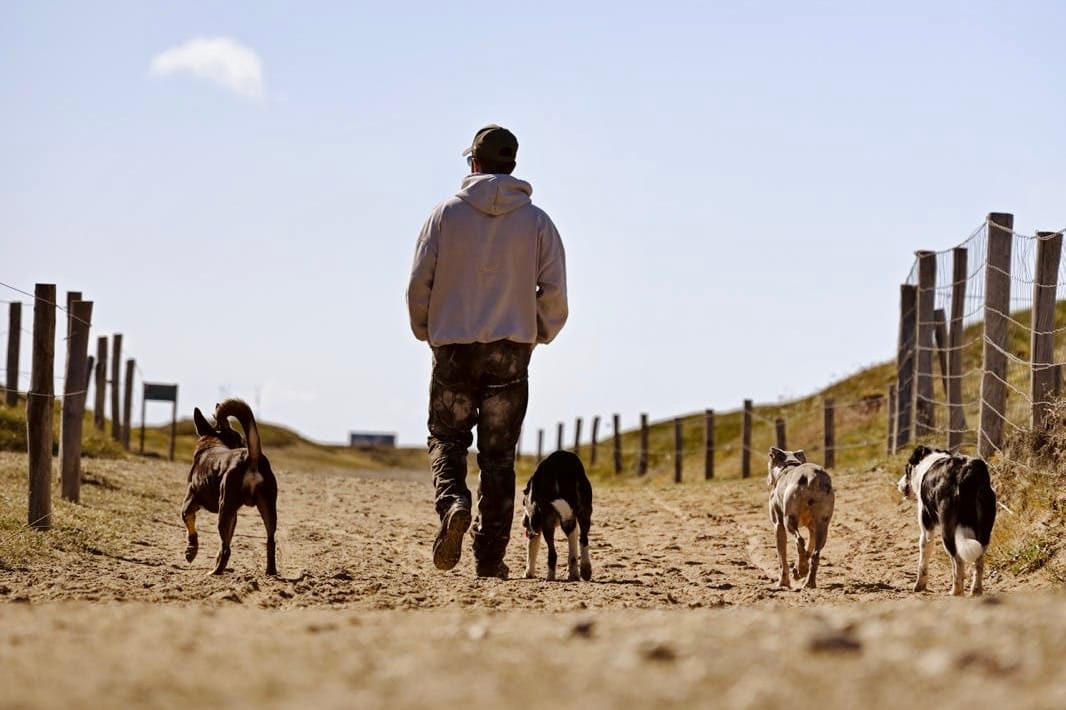 Hugo Larrazabal et sa meute — Hunter Dog Academy